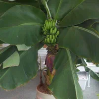 رز سیاه زالزالک زردآلو پرتقال والنسیا بلوبری|خدمات باغبانی و درختکاری|مشهد, آبکوه|دیوار