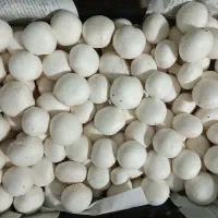 واگذاری سالن قارچ مجهز