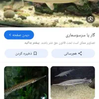 ماهی ردتیل گوشتخوار سایز بزرگ|ماهی|همدان, |دیوار