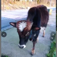 گاو نر|حیوانات مزرعه|رشت, لاکان شهر|دیوار