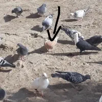 جفت جوجه ابلق قهوای و ابلق زرد|پرنده|زهک, |دیوار