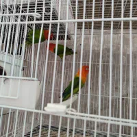 کتوله-عروس-فنج-مرغ عشق 100تومن|پرنده|نیشابور, خیام|دیوار