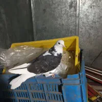 دوعددکبوتر ابلغ