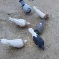 فروشی کبوتر دونه ای ۲۰۰