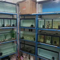 پایه و آکواریوم سه طبقه|ماهی|مشهد, اروند|دیوار