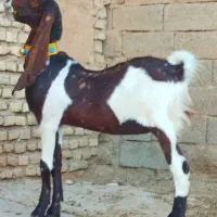 بز کاموری اصل چهار قلوزا