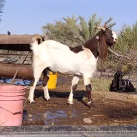 نری پاکستانی.نربز پاکستانی.بز نر|حیوانات مزرعه|جیرفت, |دیوار