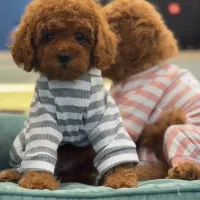 سگ توی پودل تیره