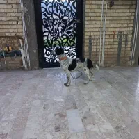 توله خراسانی