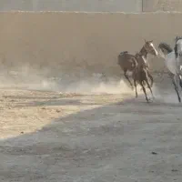 مادیان وکری|اسب و تجهیزات اسب‌سواری|خمینی‌شهر, |دیوار