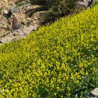 زمین جنوب جم فرهنگیان  سنددار