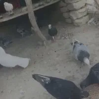 کبوتر