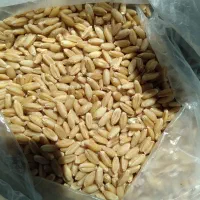 فروش گندم وجو