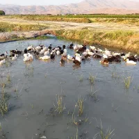 اردک نژاد دار پکنی