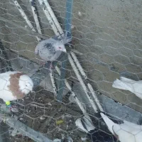 لانه توری سالم|لوازم جانبی حیوانات|چگنی, |دیوار