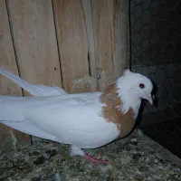 کفتر،کبوتر،پرنده