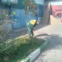 باغبانی و قطع درخت مجاز و هرس