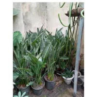 به گلخانه کوچک ما خوش امدین|گل و گیاه طبیعی|رشت, کوی امام رضا|دیوار