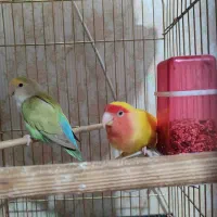 طوطی برزیلی