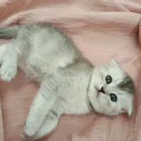 گربه نژاد دار
