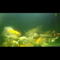 ۲۵عدد کوی باله بلند نژاددار یکجا بفروش میرسد