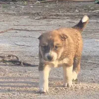 یک جفت توله نر و ماده قدرجونی