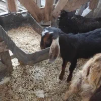 دو عدد کره ماده|حیوانات مزرعه|بندر کنگان, |دیوار