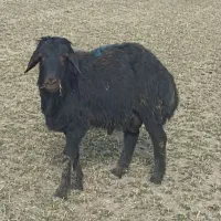 بره قوچ قره قزل افشاری|حیوانات مزرعه|لالجین, |دیوار