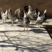 جوجه  گلین طوسی وپنگوئنی وسلطان فول کیفیت