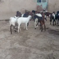 شادگان|حیوانات مزرعه|شادگان, |دیوار
