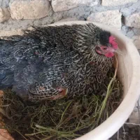 گلین لری کرچ