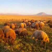 گوسفندمیش وبره