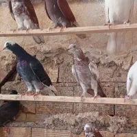 ۳۰ تا گرفتنی بلندی بیشترشون جوجه و جوون کفتر
