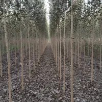 نهال صنوبر سریع‌الرشدترین درخت سودده ایران|خدمات باغبانی و درختکاری|رشت, منظریه|دیوار