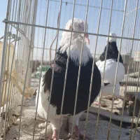 طوقی روزگاری|پرنده|نجفآباد, امیرآباد|دیوار