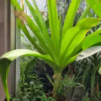 سوسن عنکبوتی|گل و گیاه طبیعی|ورامین, ورامین|دیوار