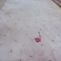 پالاز موکت