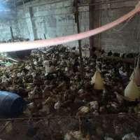 گندم و دانه پارس