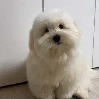 پانسیون خانگی سگ های کوچک