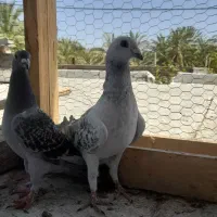 کبوتر