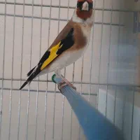 سهره طلسم دار سه ساله جفتی|پرنده|صحنه, |دیوار