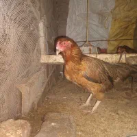 مرغ دورگ محلی