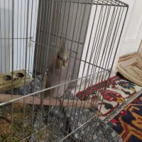 جوجه عروس طوسی|پرنده|اصفهان, سرچشمه|دیوار