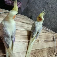 عروس هلندی