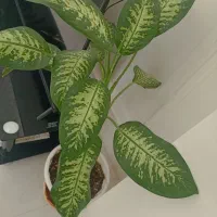 گل دیفن باخیا