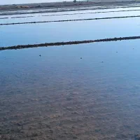 کاه گندم تبن