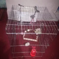 عروس هلندی|پرنده|فیروزآباد (فارس), |دیوار