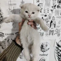 بچه گربه اسکاتیش سیامی|گربه|مشهد, یوسفیه (شهرک غرب)|دیوار