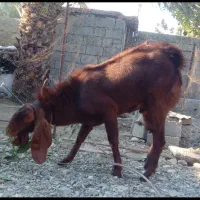 نری پاکستانی