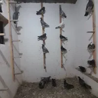 کبوتر|پرنده|گرگان, |دیوار